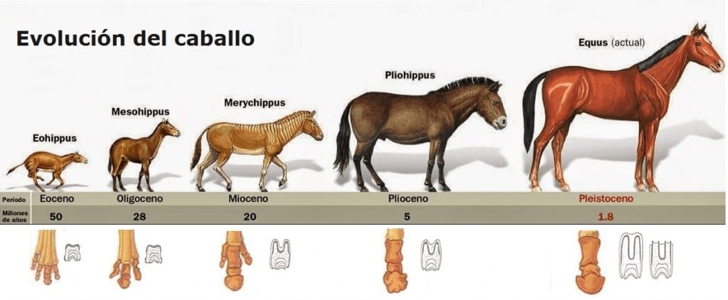 La evolución del caballo a lo largo de millones de años
