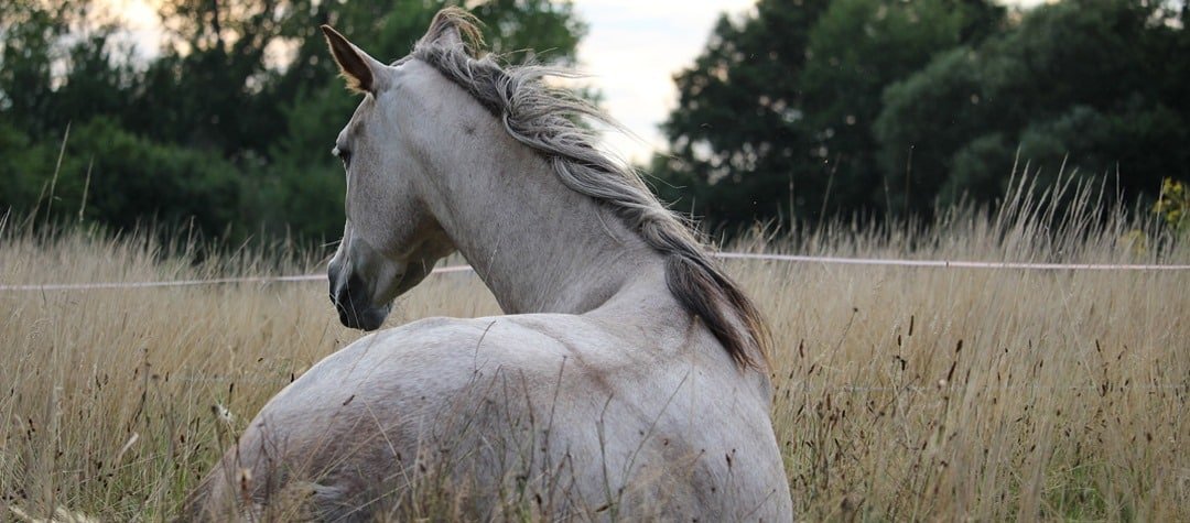 Dolor en mi caballo: signos a tener en cuenta