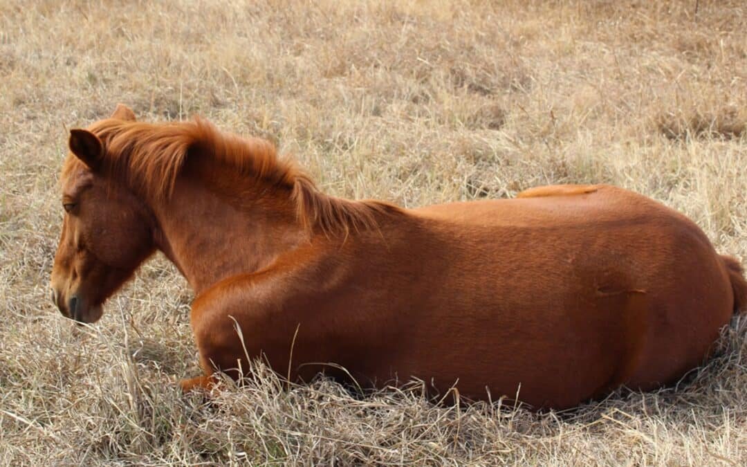 Alerta por brotes de encefalomielitis equina en ocho provincias de Argentina