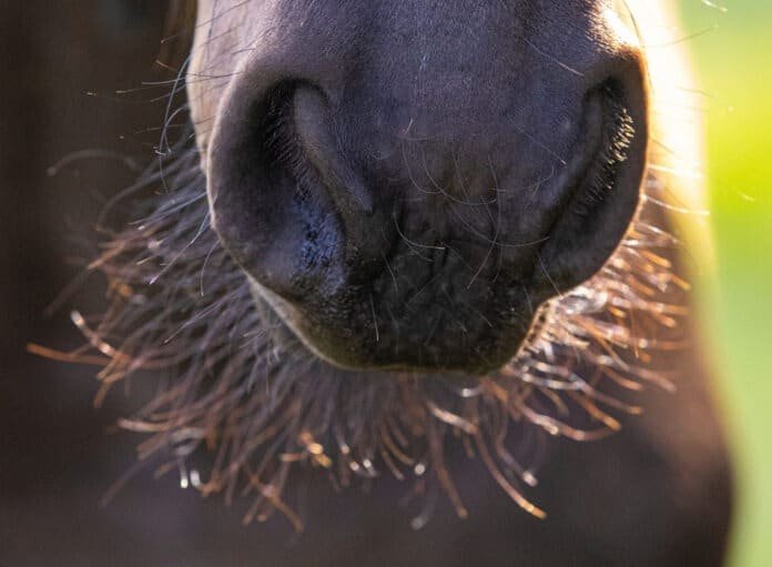 Los caballos tienen características fascinantes, como los pelos en su morro