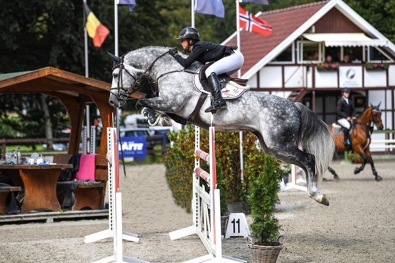 El premio VTV Jumping Stallion del año para “Hickstead White”