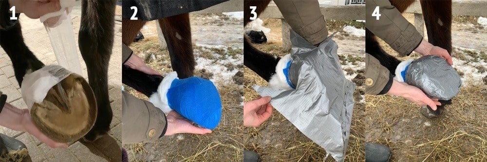 Cómo vendar las lesiones en los cascos de tu caballo