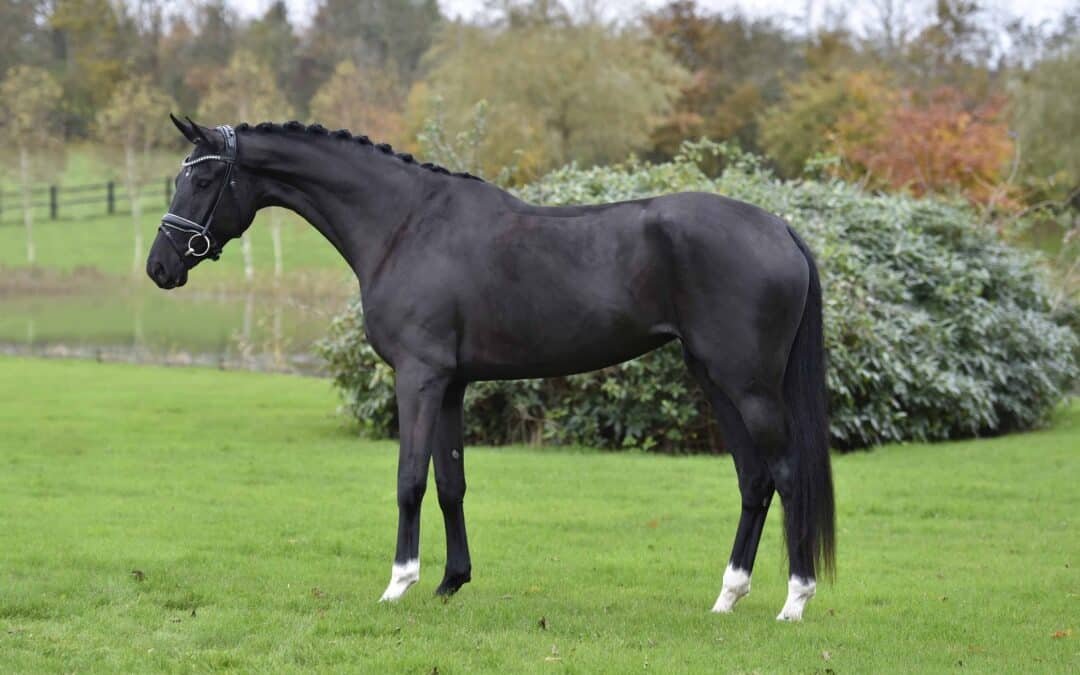 Nueva incorporación en la cuadra de Isabell Werth