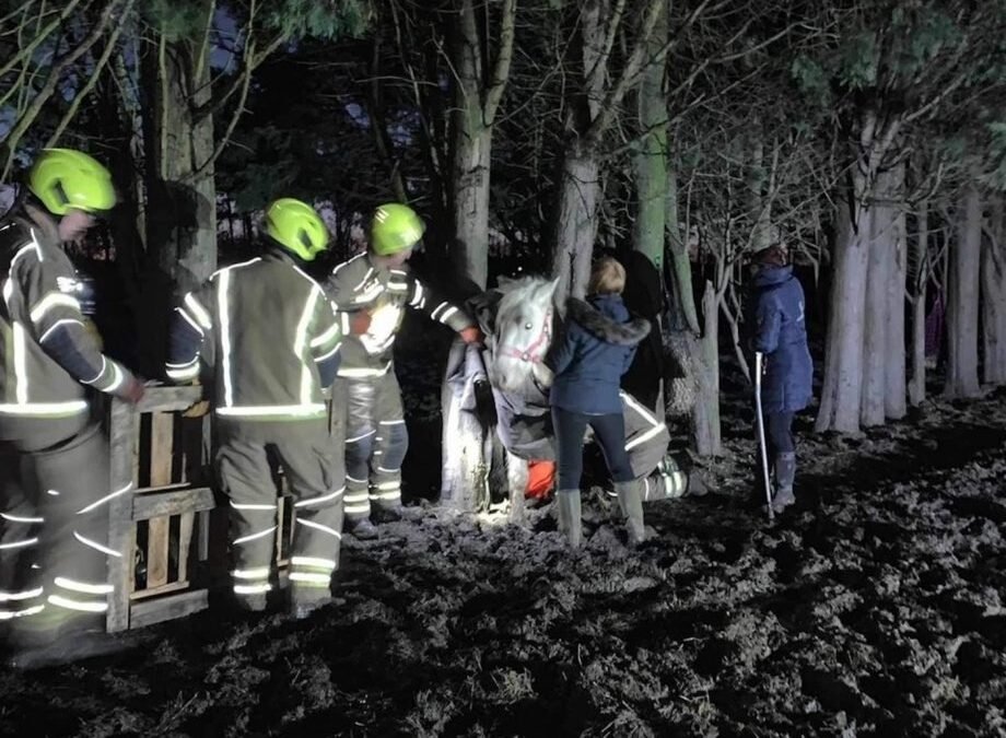Noticias graciosas: Rescatan a una yegua atrapada entre árboles tras darse un festín navideño