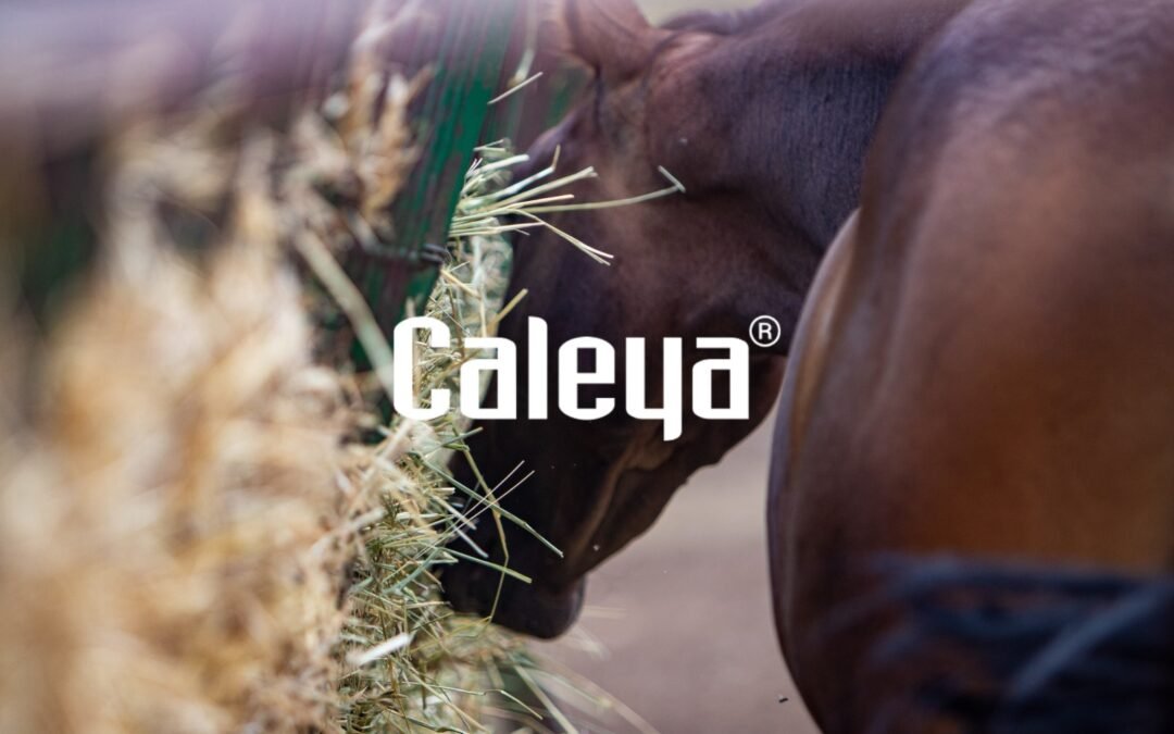 ¿Quieres saber cuál es el mejor forraje disponible en Montenmedio?