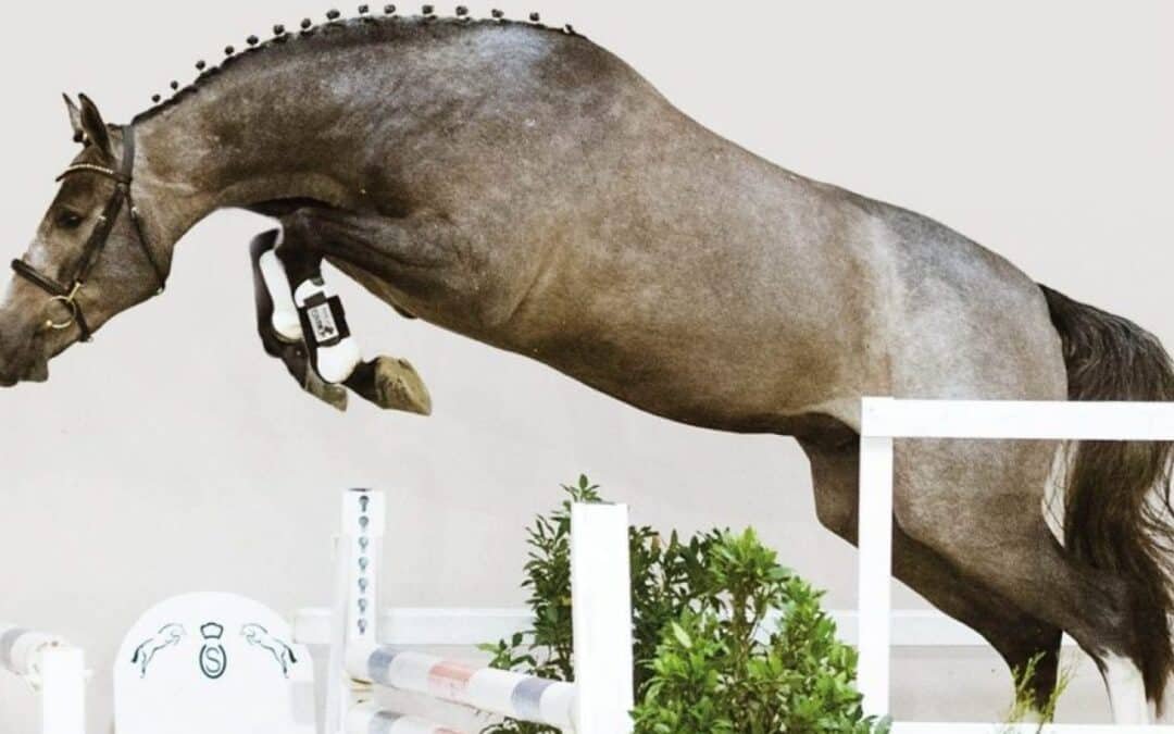 El calendario para la Selección de Sementales Oldenburg en Ankum