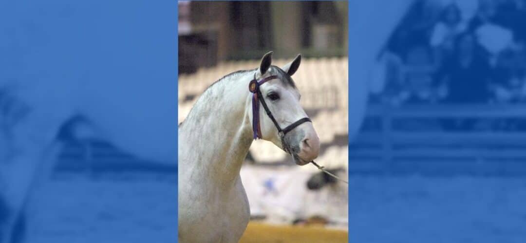 Fallece Nero II, único semental Tricampeón de España P.R.E