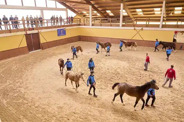El Centro de Cría Caballar de Mazcuerras incluirá un laboratorio especializado en insensibilización equina