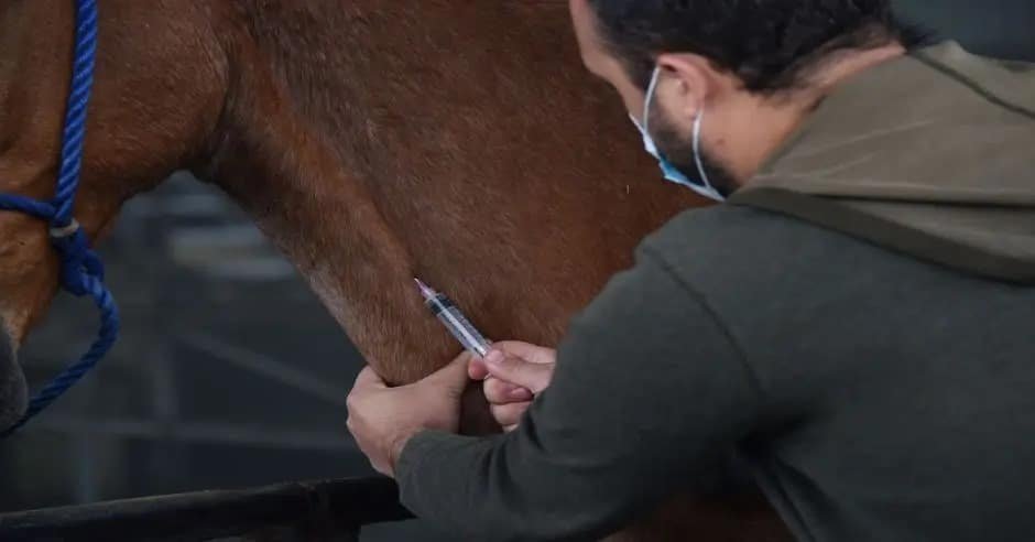 ¿Sabías que los caballos pueden donar plasma?
