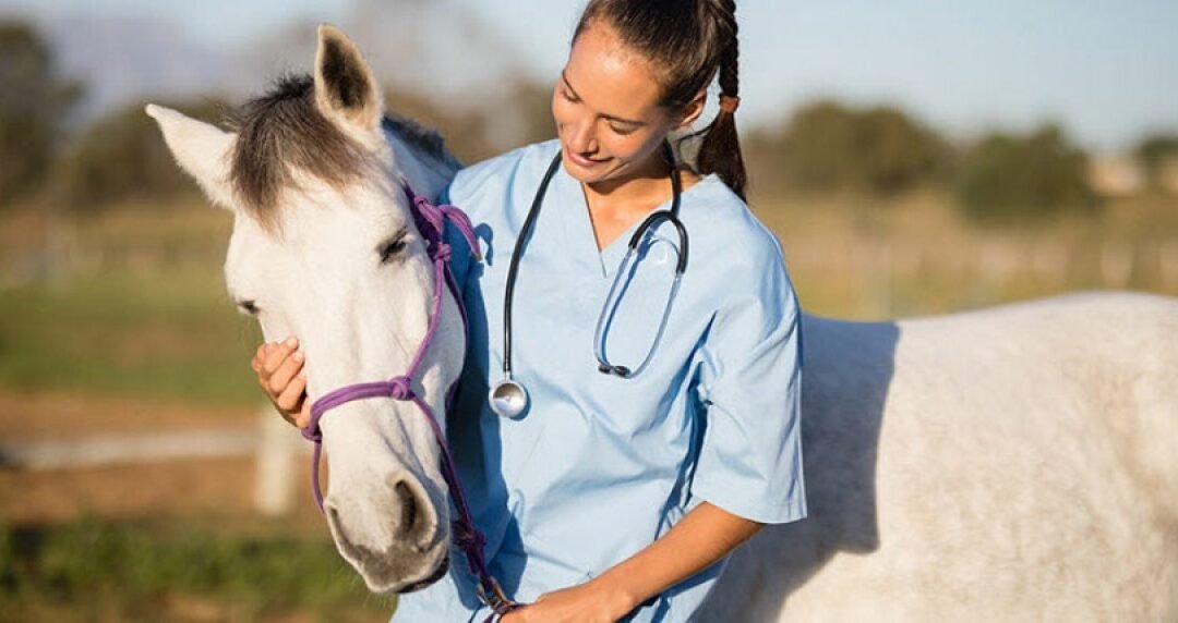 Veterinarios hacen hincapié en el uso adecuado del equipo del caballo para su bienestar