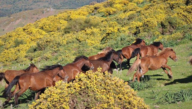 Miopatía atípica equina: ¿A qué nos referimos?