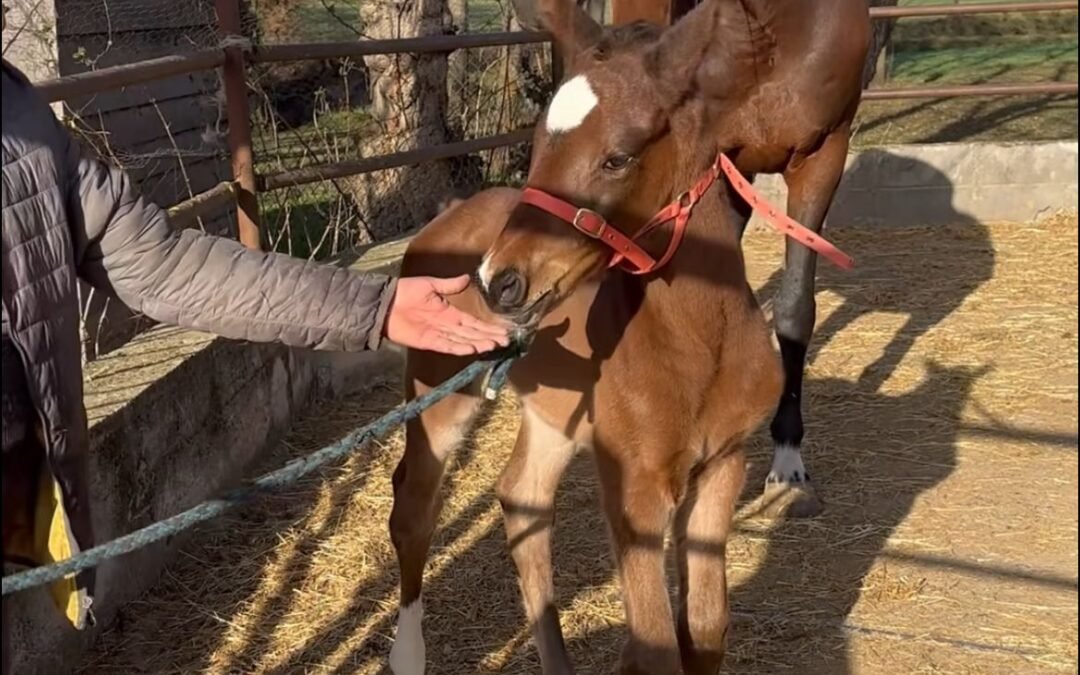 Primer nacimiento en la Yeguada El Maset
