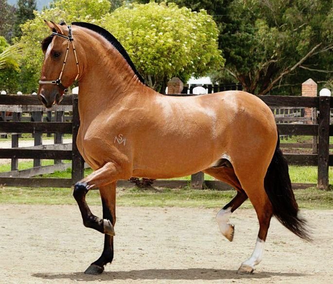 El legado del caballo Plebeyo marcó un hito histórico en la genética equina del Paso Fino