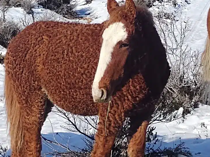 En la provincia de Río Negro se está criando una raza de caballos muy particular que se pensaba extinta