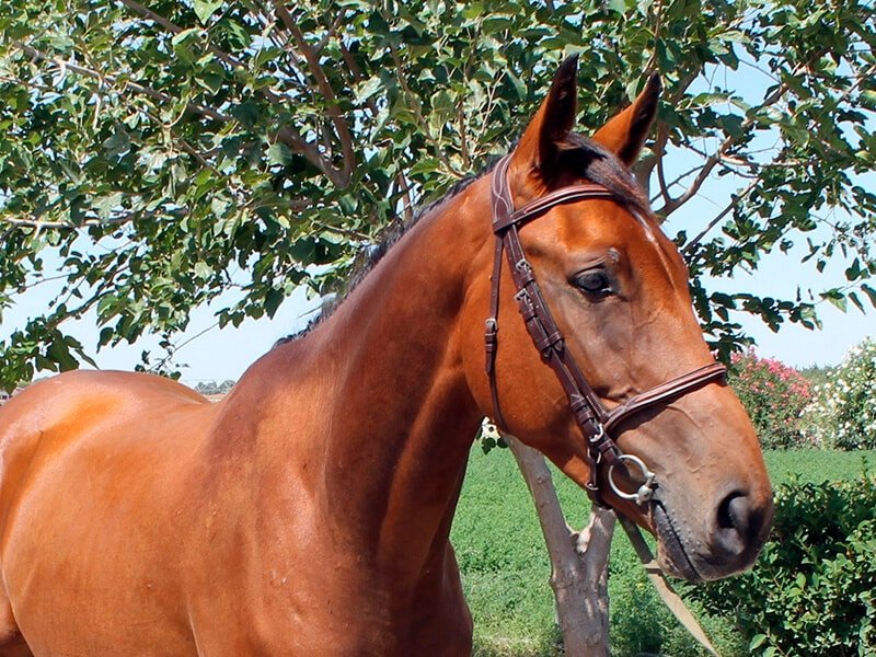 “Garcilaso de la Parra” inicia una nueva etapa con una prometedora amazona en los EEUU