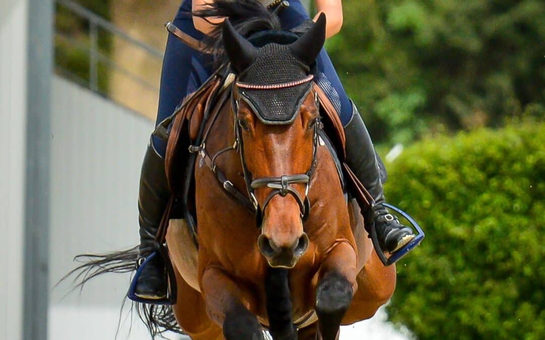 195 caballos jóvenes disputarán las finales de esta semana