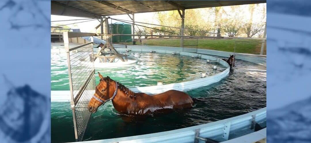 Beneficios del aquatraining para caballos