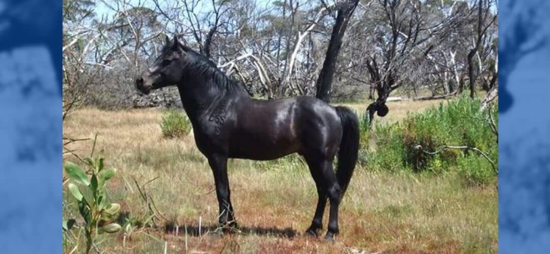 ¿Conoces la raza de poni Coffin Bay?