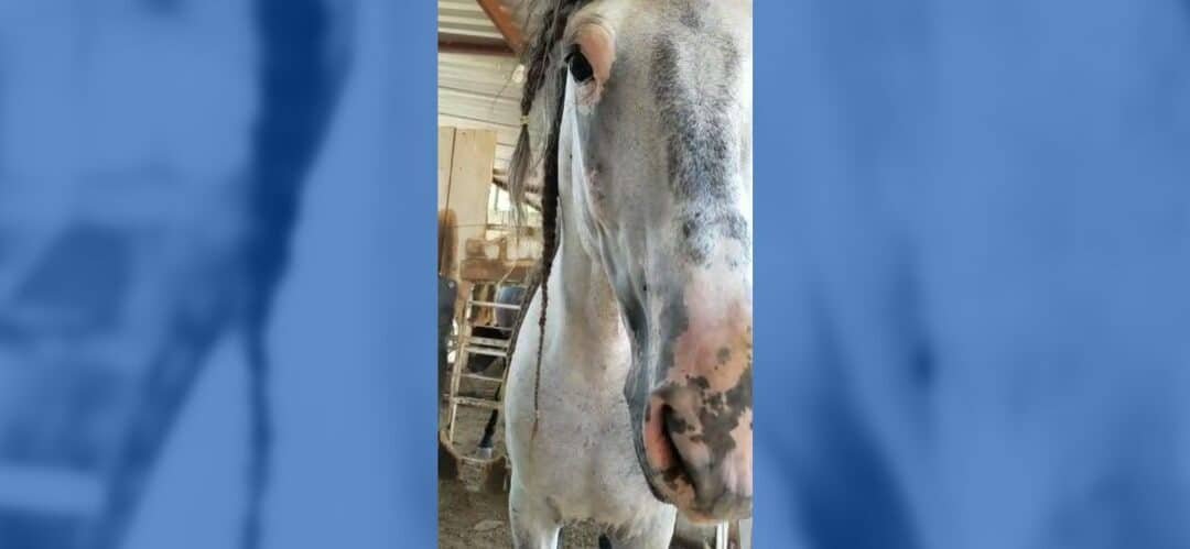 ¿Qué son el vitíligo y el melanoma en los caballos?