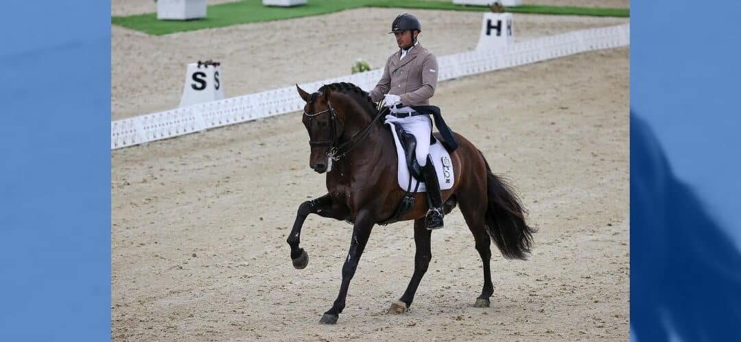 El caballo Pura Raza Española, arte en estado puro