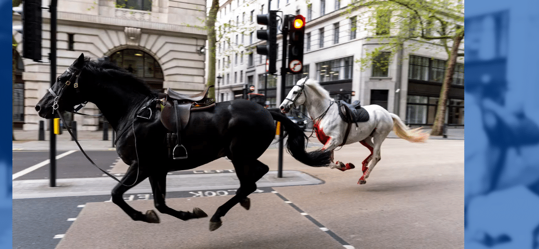 Caballos del Ejército Británico cubiertos de sangre galopando por el centro de Londres