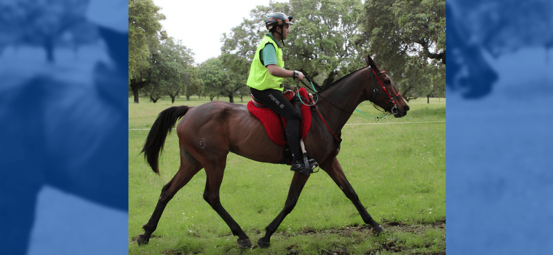 La yegua Anglo-árabe India do Inquisidor destaca con una medalla de bronce en el Campeonato Absoluto de Raid de Portugal