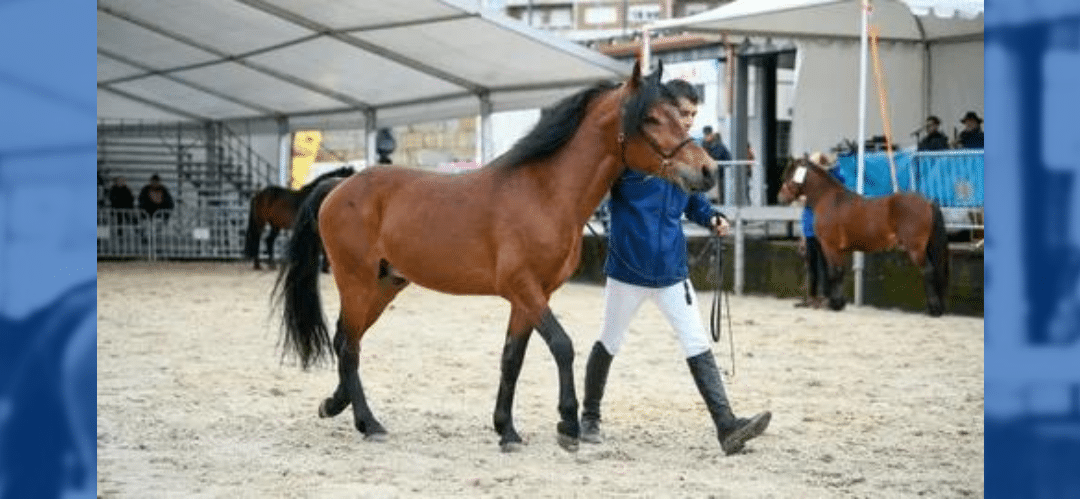 Feira do Cabalo de Lalín