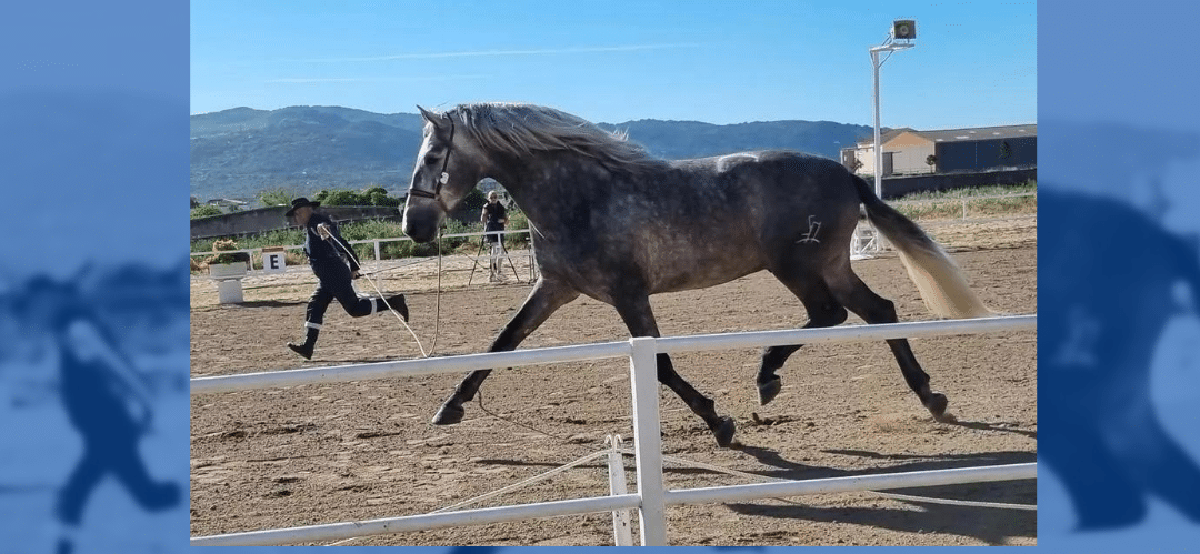 La Feria del Caballo de Albalá celebra sus 25 años