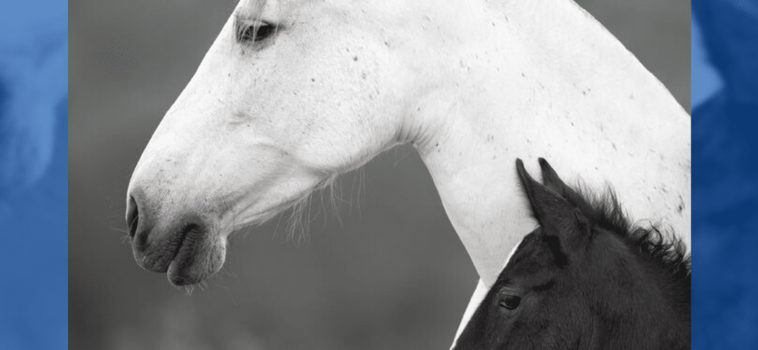 Debut de los Premios Yeguada Cartuja