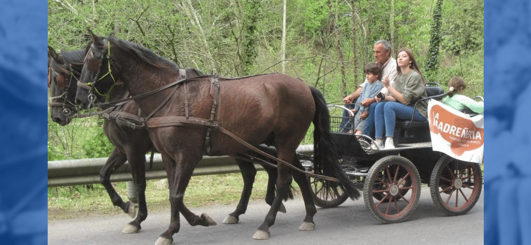 V Concurso exposición del caballo en Cangas de Onís