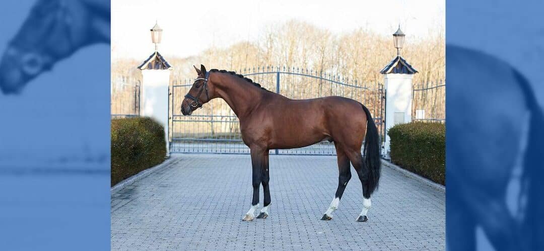 Nuevo joven talento en la cuadra de Jessica y Benjamin Werndl