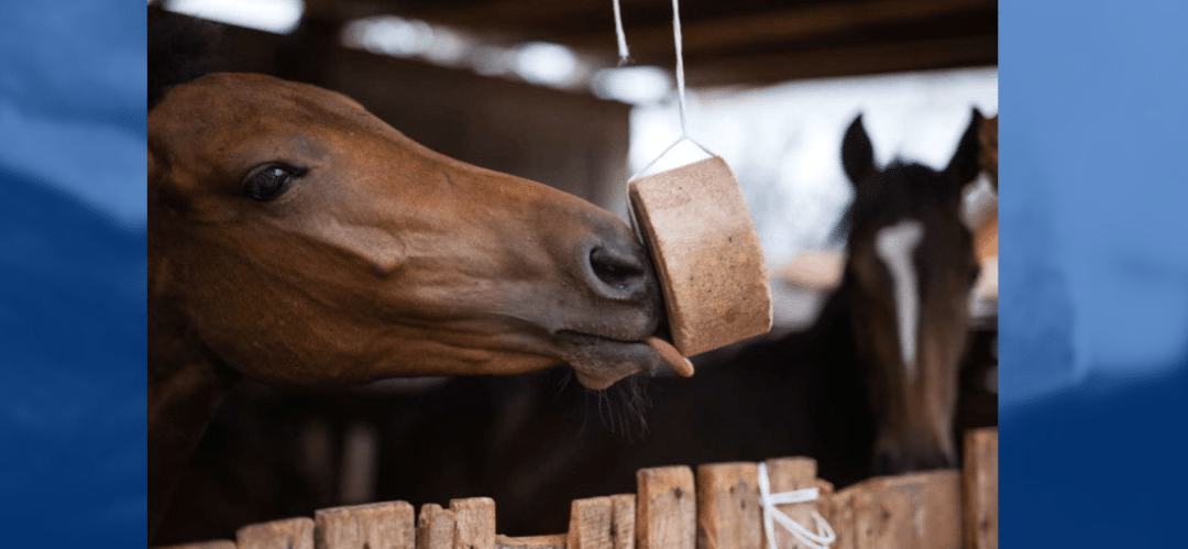 La importancia del sodio en la alimentación de los caballos