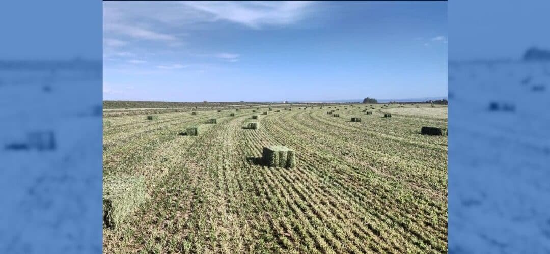 Nabau: suministro constante de forraje de calidad, incluso en tiempos de escasez