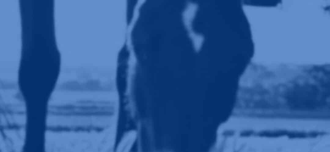 Equestrian Planner: Tu asistente personal para vivir la hípica sin preocupaciones