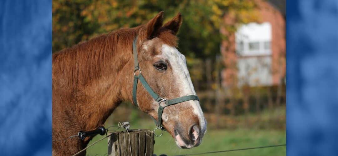 Una encuesta revela los motivos del retiro de los caballos
