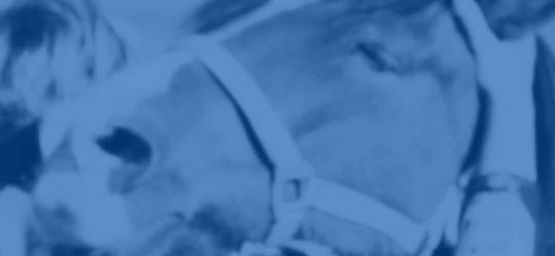 Calma a tu caballo de forma natural