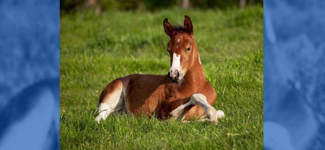 La amenaza silenciosa: cómo identificar y combatir la septicemia en potros