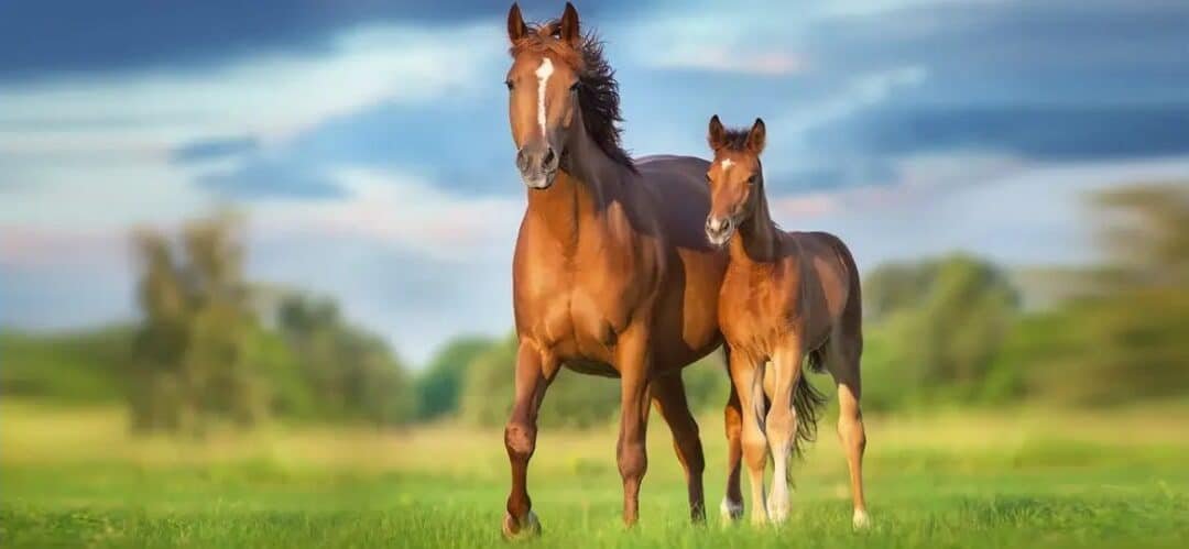 Ovohorse y la clonación de equinos