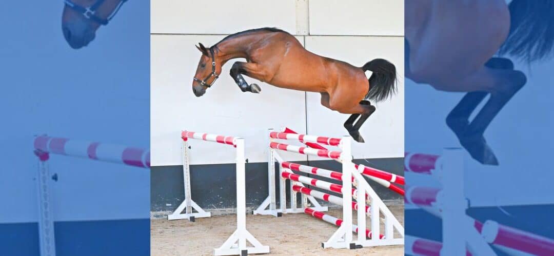 Caballos muy talentosos en la subasta de junio de Dutch Horse Trading