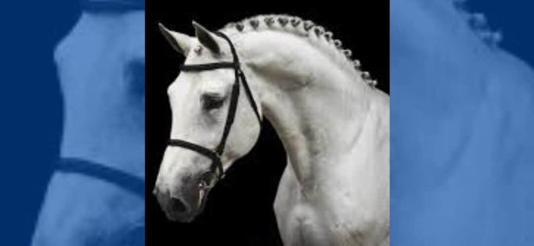 Quién es Cicero Z Van Paemel