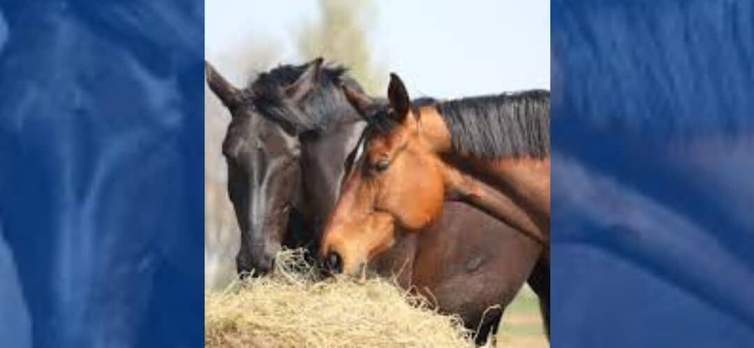 Consejos para una alimentación correcta de tu caballo