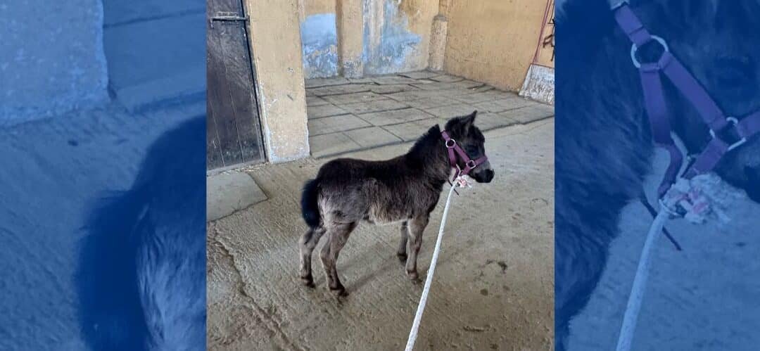 Conoce el caballo Falabella