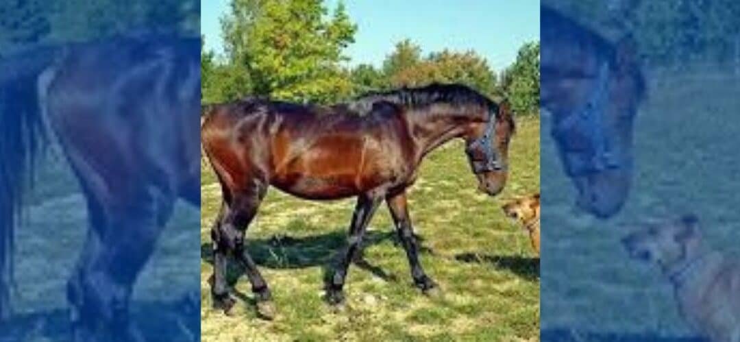 Relación de los caballos con los perros