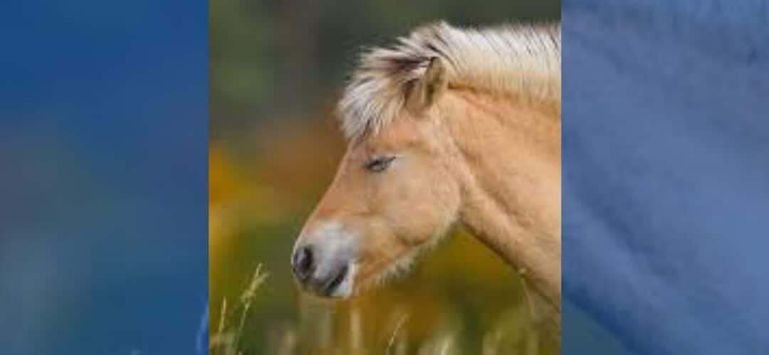 ¿Los caballos duermen de pie o tumbados?