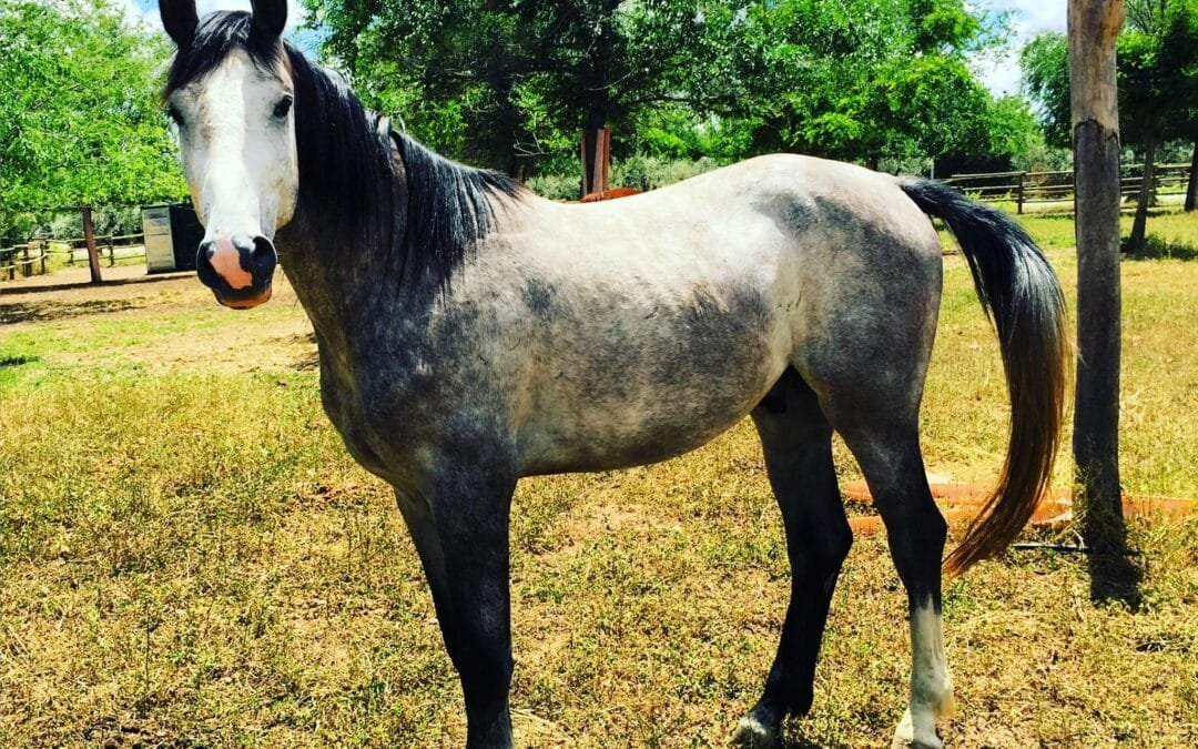 Hoy Ali Babá-HT correrá su primer Gran Premio internacional de 1.60