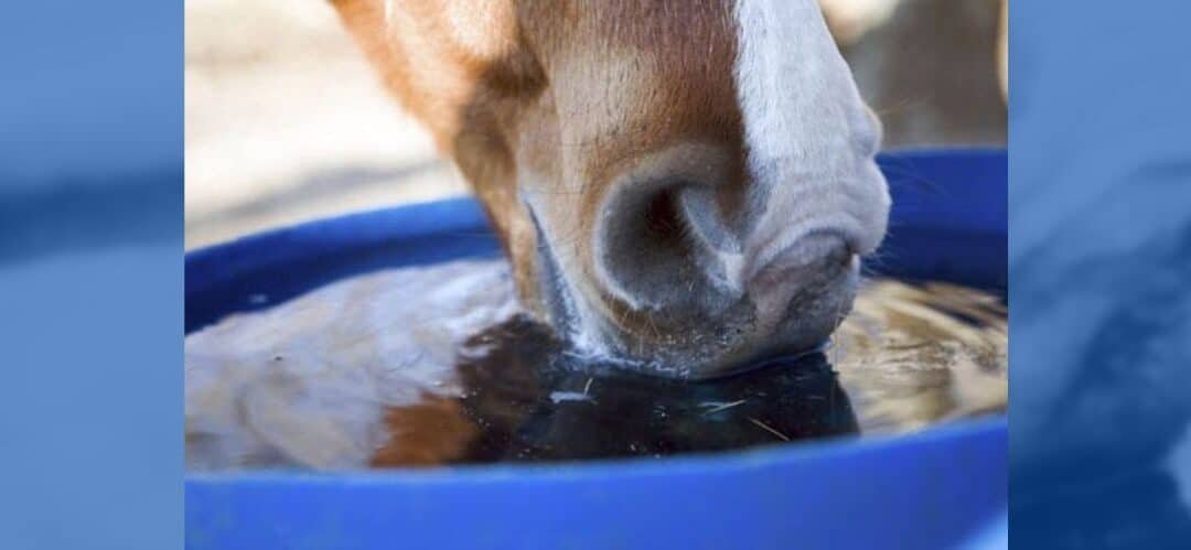 La importancia de vigilar el agua de los caballos en invierno