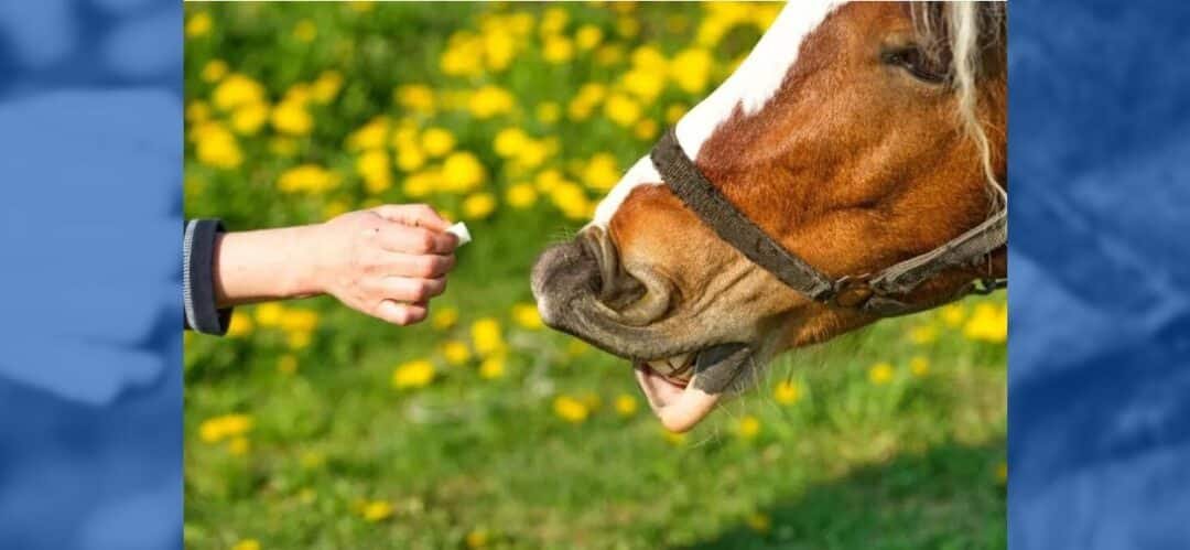 ¿Por qué debemos poner la mano plana al darle una chuche a nuestro caballo?