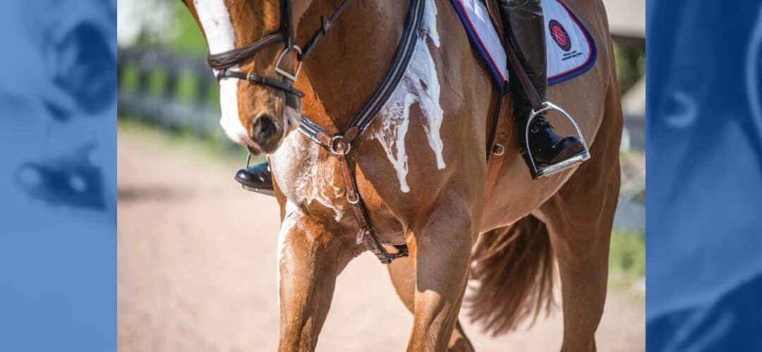 El papel de la sal y los electrolitos en la dieta del caballo