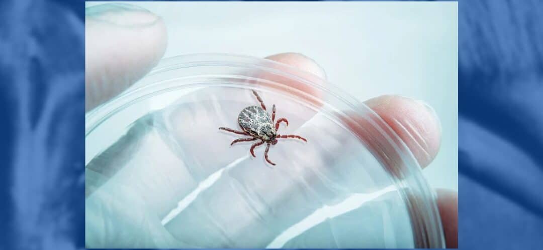 La enfermedad de Lyme en caballos