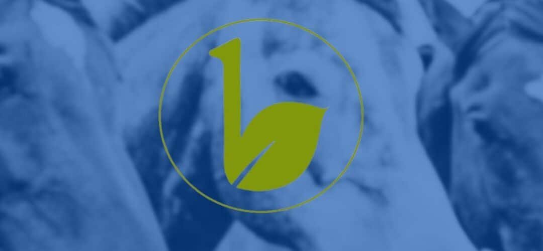 Avena en flor de Nabau: un forraje esencial